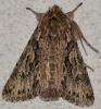 Xylocampa areola
